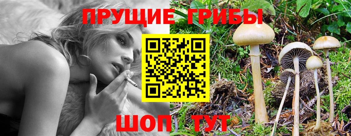 Галлюциногенные грибы Psilocybe  цены   Вход с VPN  Чебоксары  Галлюциногенные грибы GOLDEN TEACHER 